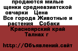 продаются милые щенки среднеазиатской овчарки › Цена ­ 30 000 - Все города Животные и растения » Собаки   . Красноярский край,Талнах г.